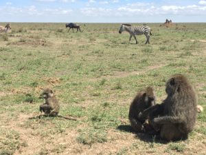 Africa, Safari, Zebra, Baboons, Wildebeest, SerengetiNP