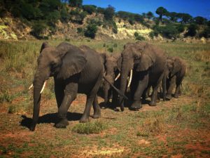 Africa, elephants, tarangrieNP, safari