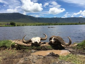 Lake , Tanzania, Africa, Hippos