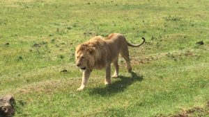 Lion, Africa, Ngorogoro Crater, Tanzania, Safari