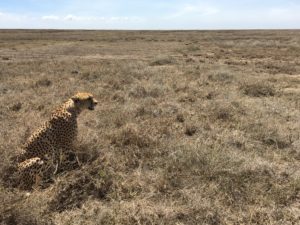 Serengeti, Africa, Safari, Cheetah, Tanzania