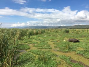 Water Buffalo, Cape Buffalo, Lake Manyara, Africa, Tanzania