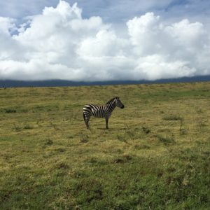 Zebra, Ngorongoro Crater