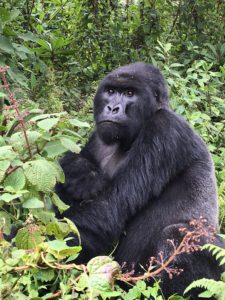 Africa, Mountain Gorilla, Rwanda