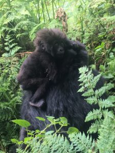 Rwanda, Africa, Baby Gorilla