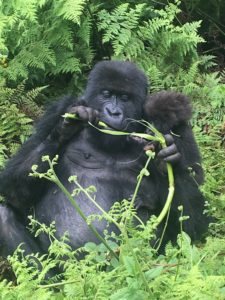 Rwanda, Africa, Gorilla
