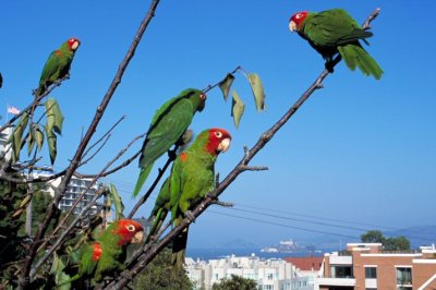 wild-parrots-of-telegraph-hill