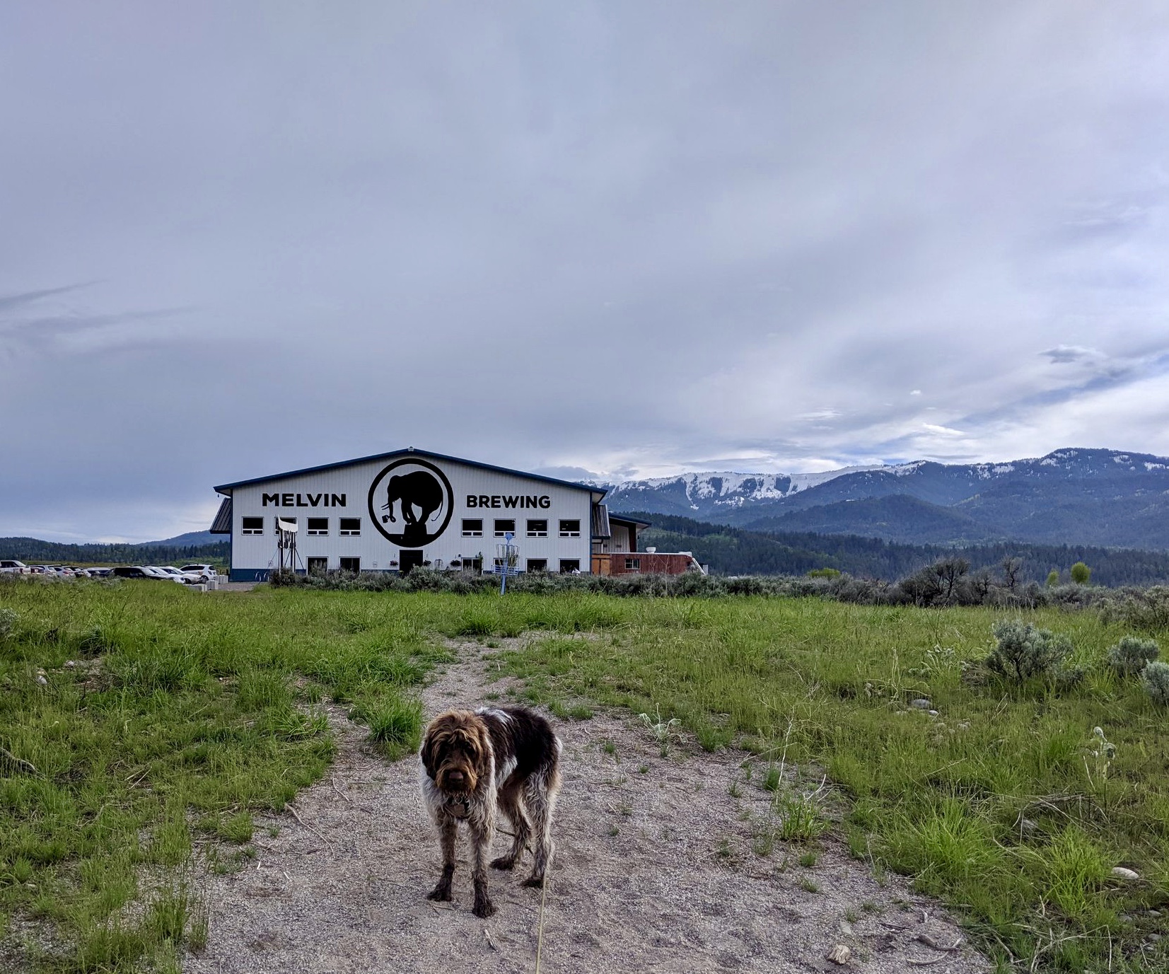 Camping Melvin Brewing Alping Wyoming TravelSages Dogs