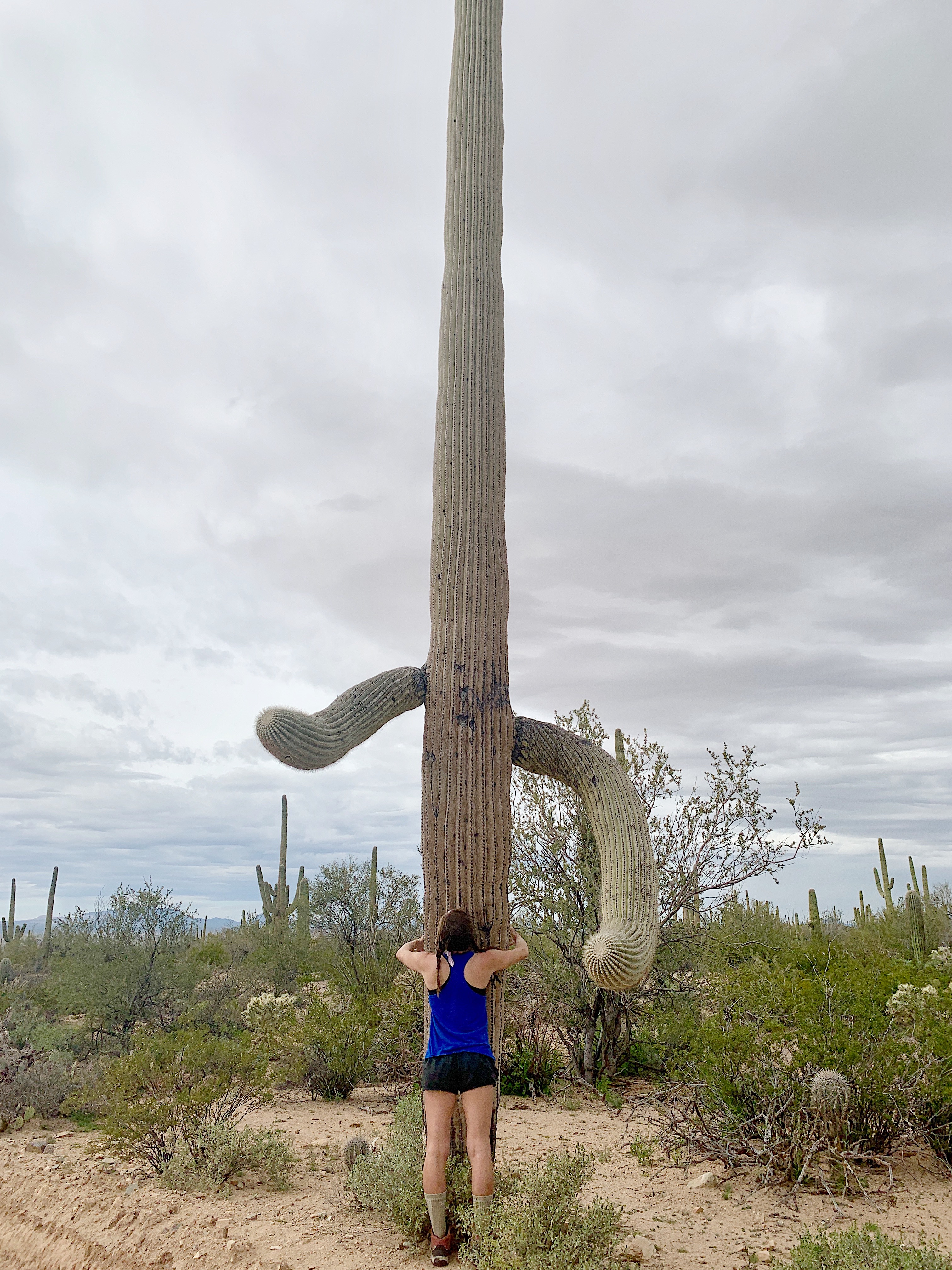 Saguaro National Park Tucson Arizona TravelSages