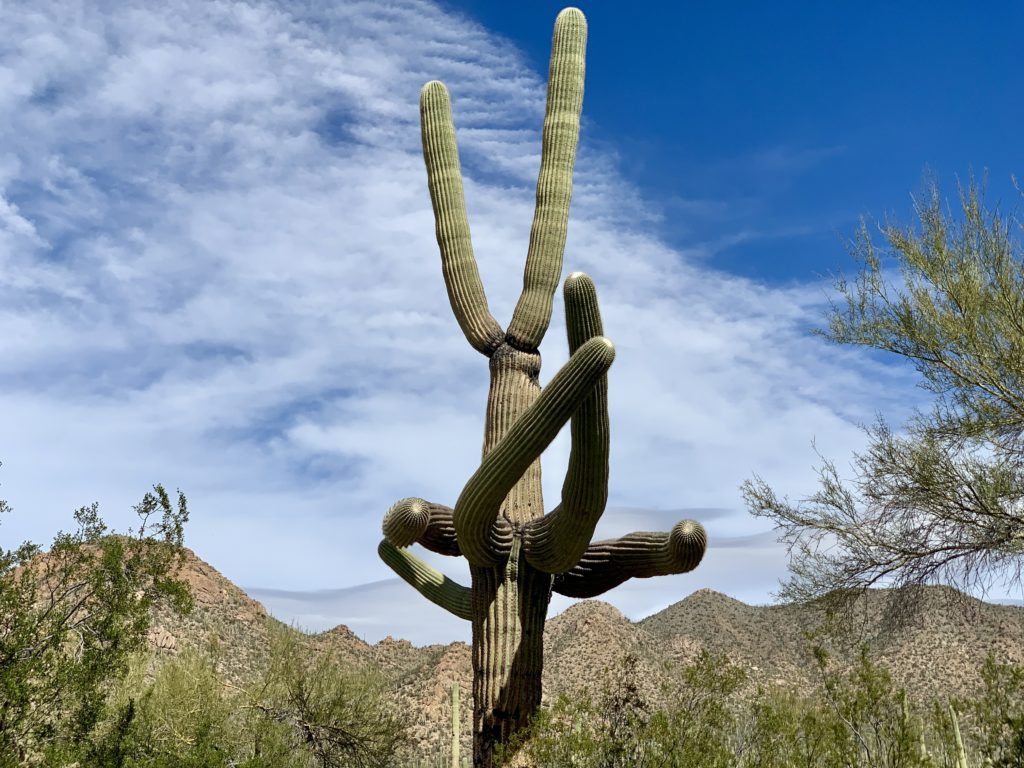 Saguaro National Park Tucson Arizona TravelSages
