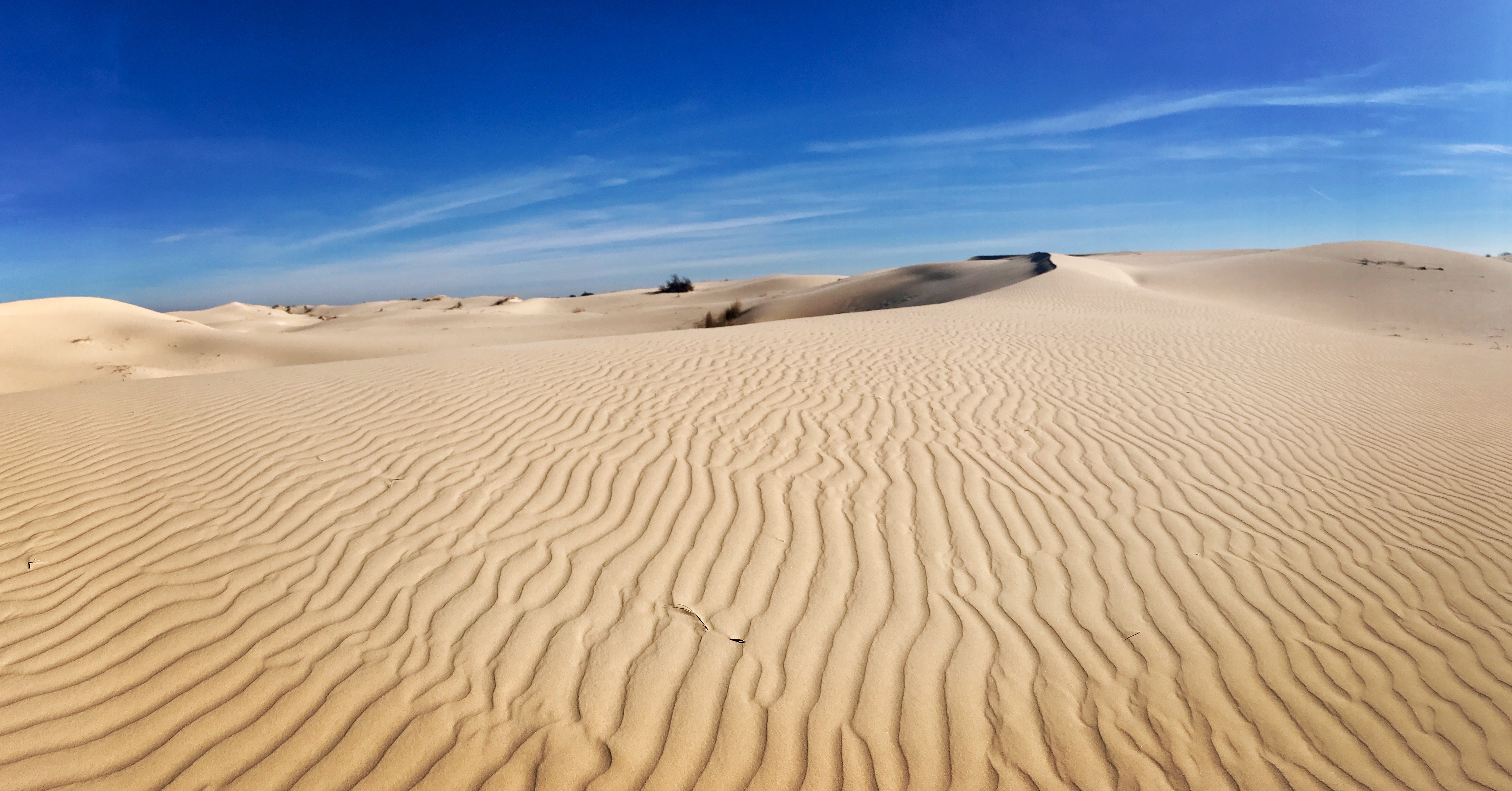 Monahans Sandhills State Park Texas TravelSages