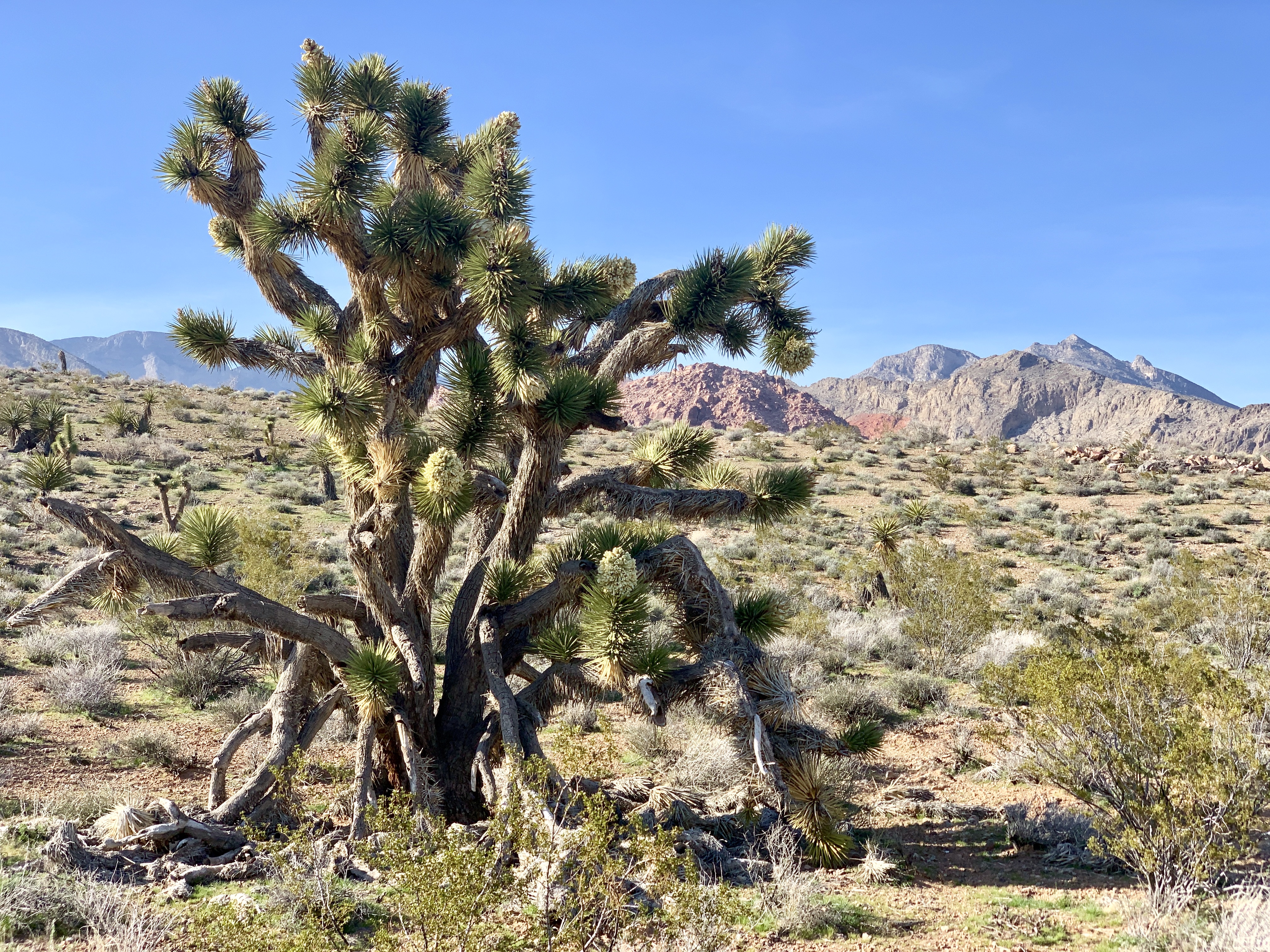 Joshua Trees Calico 1 Red Rock Canyon TravelSages