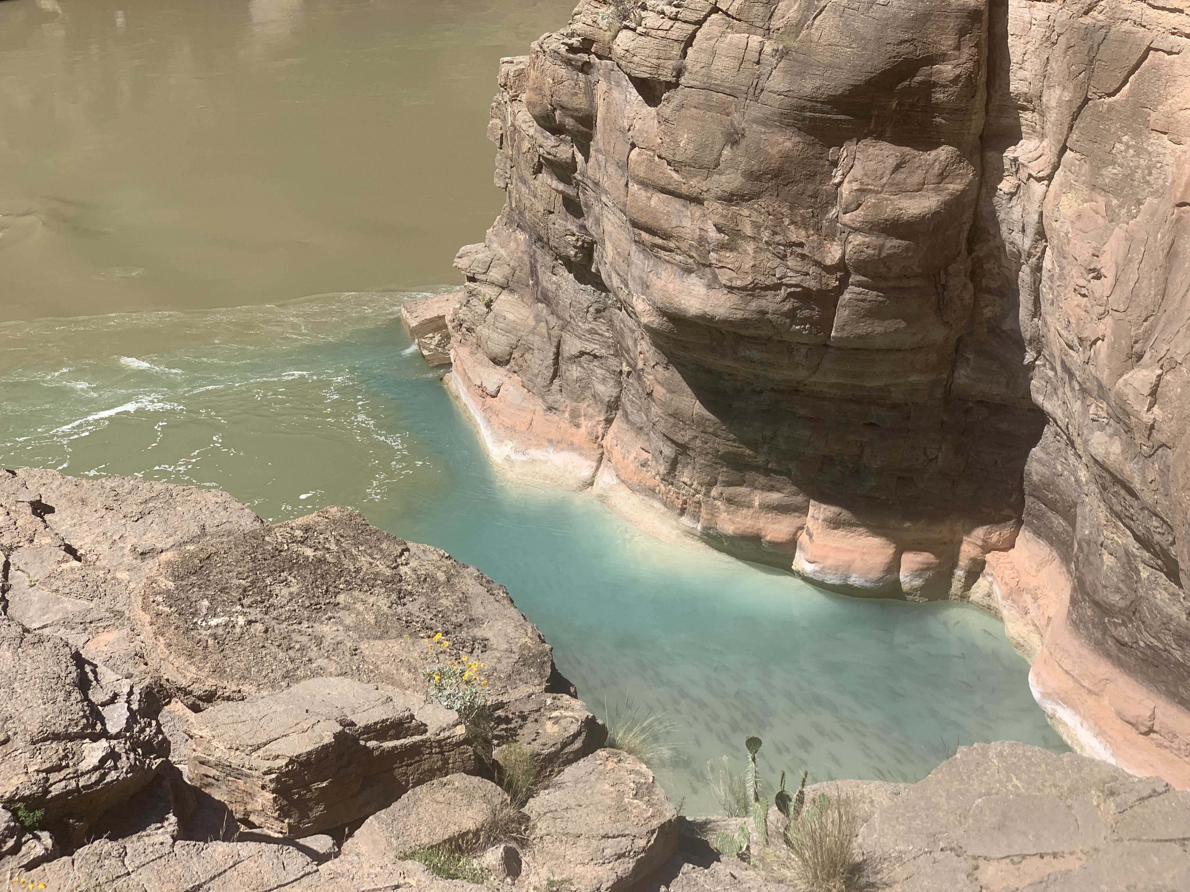 Colorado Havasu Creek Confluence Havasupai Falls TravelSages