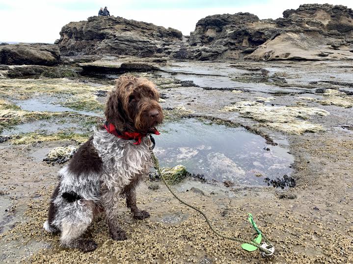 Botanical Beach Juan de Fuca BC Canada TravelSages Tidal Pool with Griffon Pointer