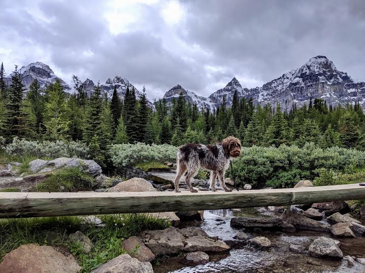 Sentinel Pass via Larch Valley Hike Valley of Ten Peaks BANFF