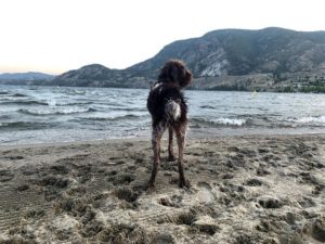penticton skaha