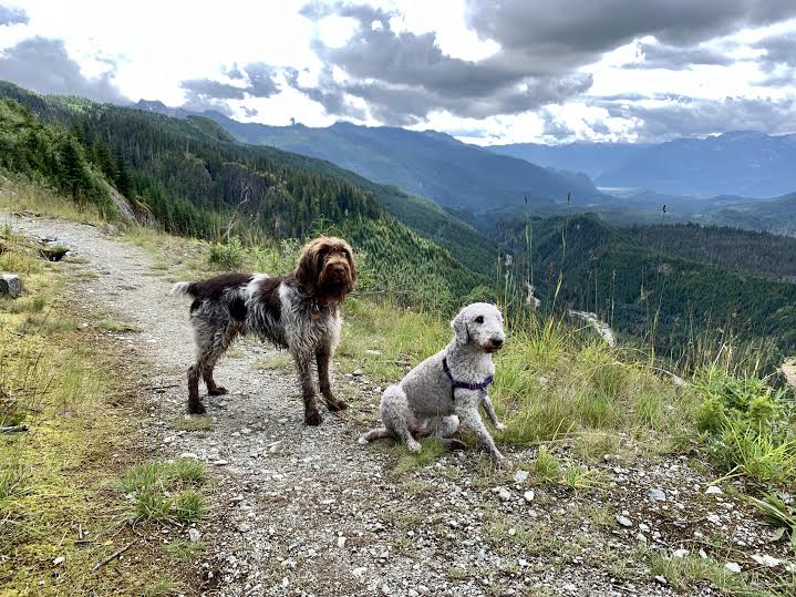 Watersprite Lake Hike Squamish BC TravelSages Dog Friendly Pointer