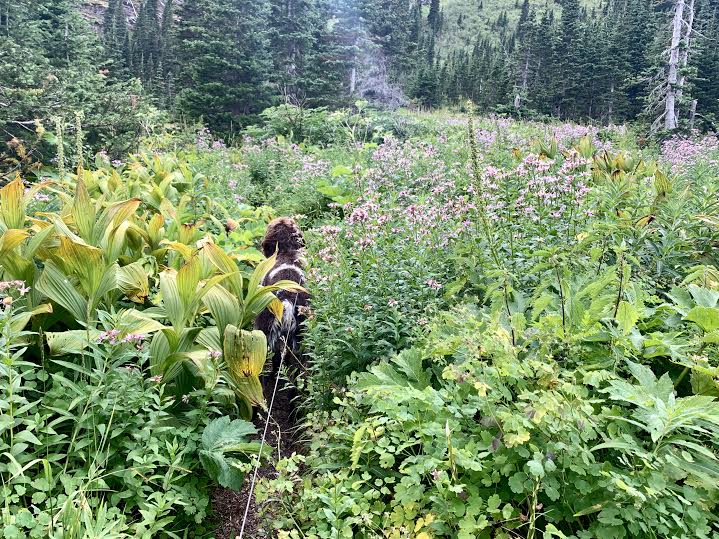 Waterton Lakes National Park Canada Bertha Lake Wildflowers